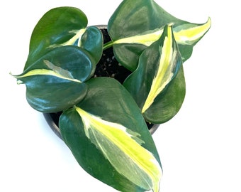 Philodendron Silver Stripe 3”  Hanging Basket