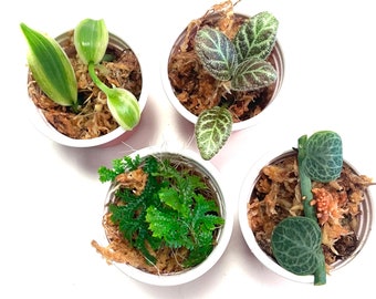 Starter Plant Set: Variegated Vanilla, Episcia cupreata, Seligenella, Rhaphidophora cryptantha