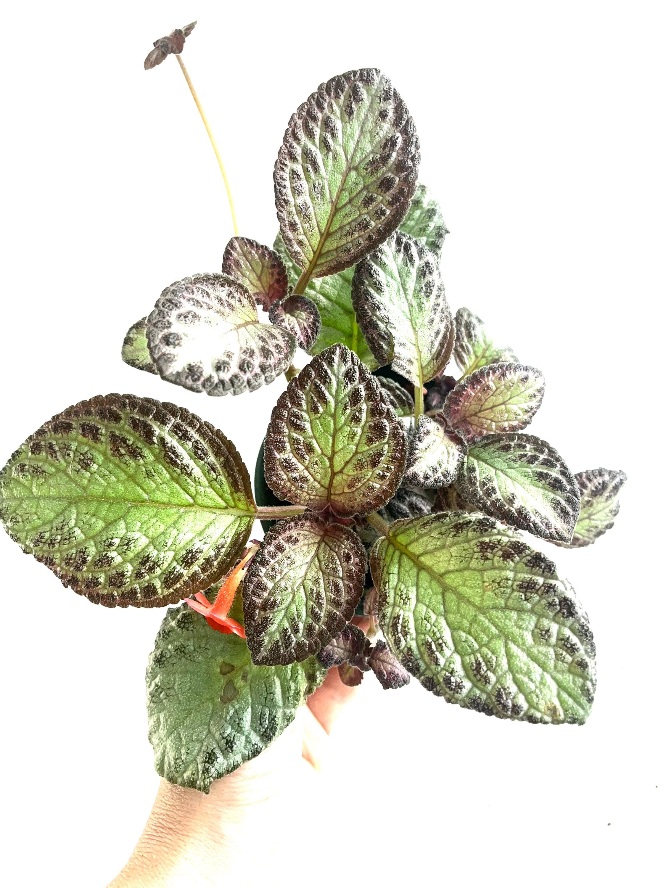 Episcia Cupreata Platinum Houseplant 3.5