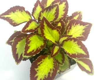 Coleus ' Stained Glassworks Velvet' 4" plant