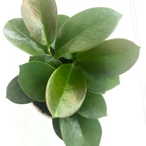 Hoya Australis 4&quot; Pot