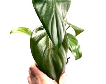 Rare Hybrid Philodendron Summer Glory 4" Plant