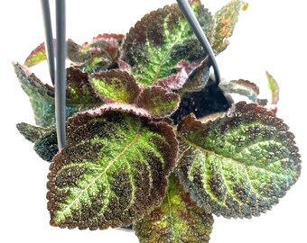 Episcia Cupreata Flame Violet 3 Inch Hanging Basket