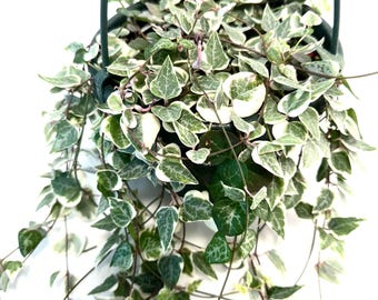 Variegated String of Arrows Live Plant 6” Pot