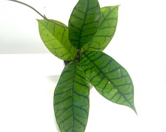 Hoya callistophylla Choose Your Plant