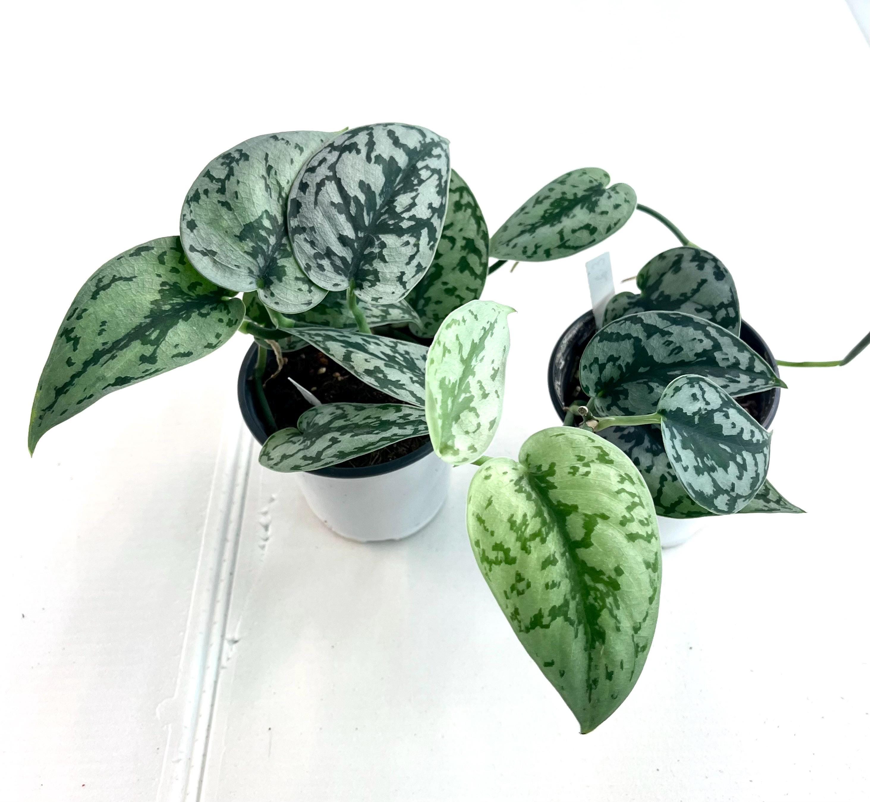 Scindapsus Silver Cloud - Etsy Scindapsus Silver Cloud - Etsy