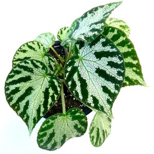May include: A top-down view of a potted begonia plant. The leaves are a mix of green and silver, with a unique pattern of dark green veins. The plant is in a black pot, set against a white background.
