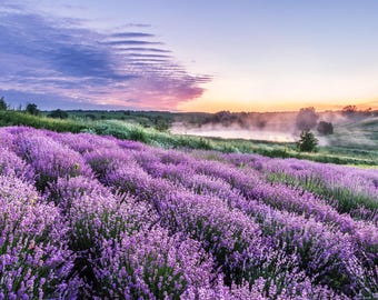 Dried Lavender