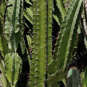 Cactus Stock Image Digital Download
