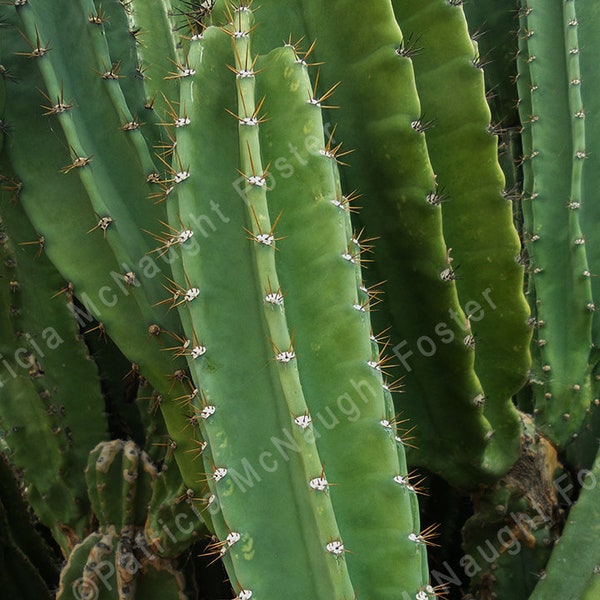 Cactus Stock Photo Digital Download