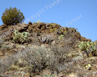 May include: A rocky, arid landscape with a small tree and several cacti growing on the hillside. The sky is a clear blue.