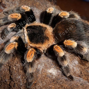 Red Kneed Tarantula Spider Digital Download