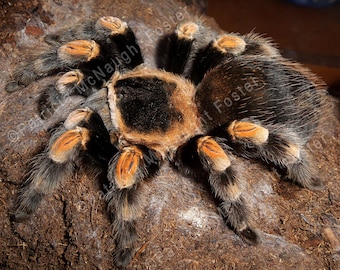 Red Kneed Tarantula Spider Digital Download