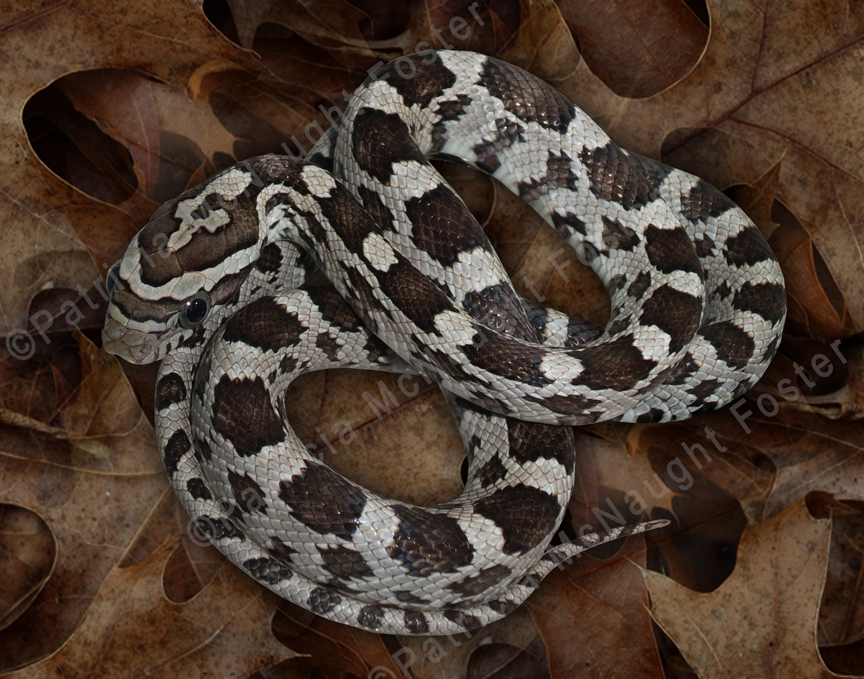 Revealed: The Unexpected Truth About Corn Snake Teeth - c02wziz