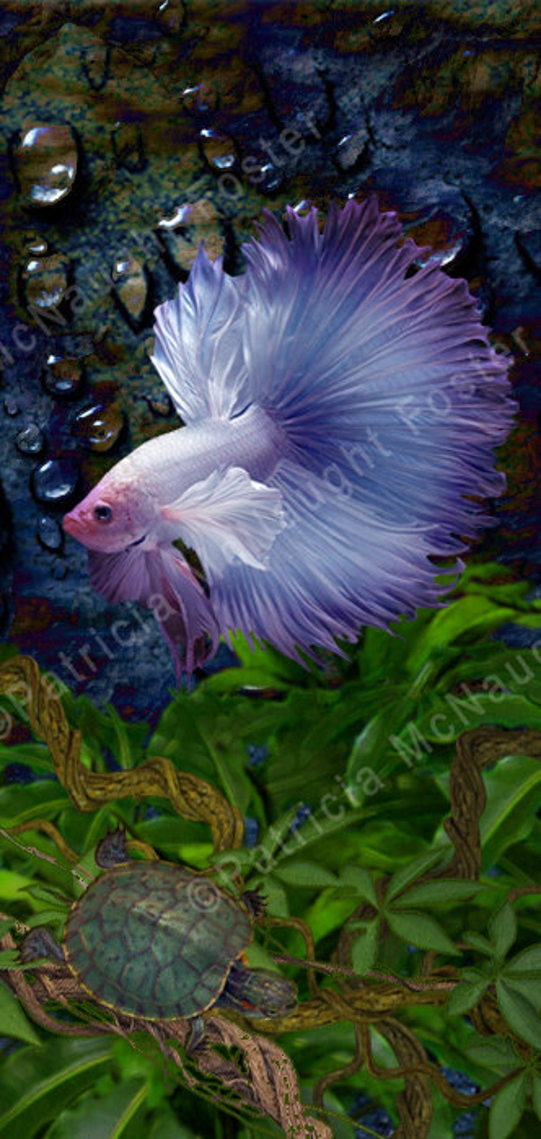 Betta Fish (set of 5) Galaxys10plus Cell Phone Wallpapers - Etsy