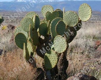 May include: A prickly pear cactus with green pads and a snowy mountain range in the background.