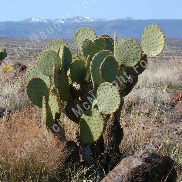 Arizona Cactus Photo 8x10 Stock Photo Download