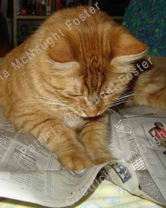 orange marmalade cat