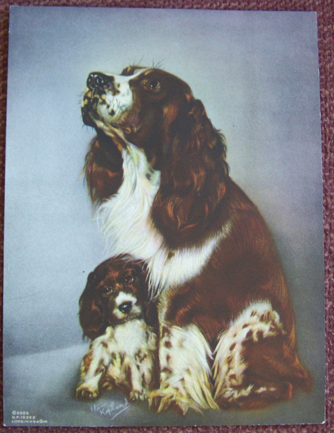 Springer Spaniel Print Springer Spaniel Puppy Print - 1940s Vintage - Nos Calendar Picture ...