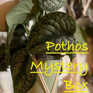 Caja de propagación de Pothos