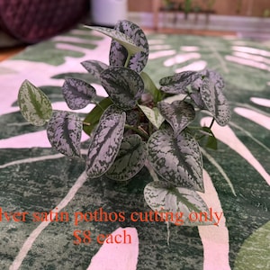 May include: A close-up of a Silver Satin Pothos cutting. The plant has heart-shaped leaves with a silvery-green pattern. The leaves are a mix of green and silver, with a satin-like texture. The plant is on a green and white patterned surface.