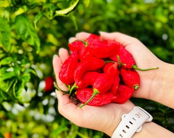 RED GHOST PEPPER- Freshly Picked