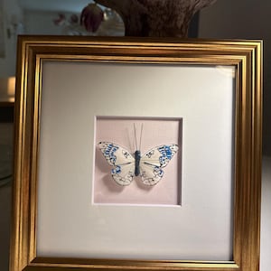 Arte farfalla incorniciata