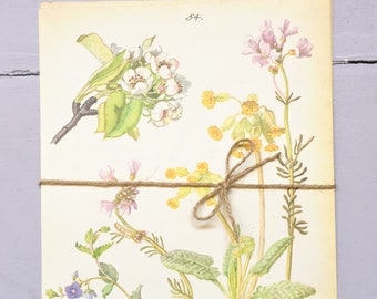 5 Vintage Edith Holden prints. vintage paper ephemera, journaling supplies, botanical prints, wildflowers, birds, mixed media supplies