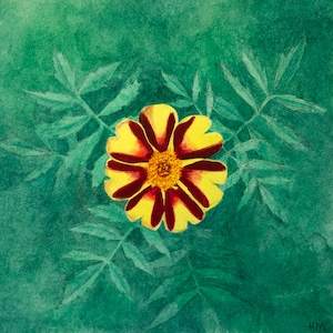 Marigold Giclee Art Print 5x5 Made to Order