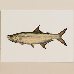 Tarpon – Gold Recolor Identifier Art Print | Minimalist Saltwater Fine Art