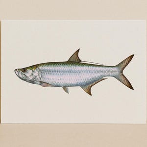 Tarpon – Stampa artistica minimalista con identificatore di pesce / Belle arti in acqua salata