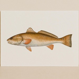 The Redfish – Redfish Minimalist Fish Identifier Print