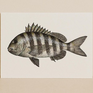 Sheepshead – Minimalist Fish Identifier Art Print | Saltwater Fine Art