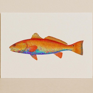 Neo Red – Redfish Art Print | Bold Minimalist Fish Illustration