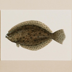 La platessa del sud - Stampa minimalista con identificatore di pesce Flounder