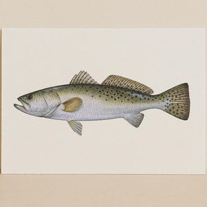The Speckled Trout– Speckled Trout Minimalist Fish Identifier Print