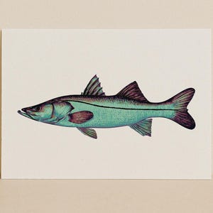 Snook – Stampa artistica con identificatore ricolorato / Studio minimalista di pesci costieri