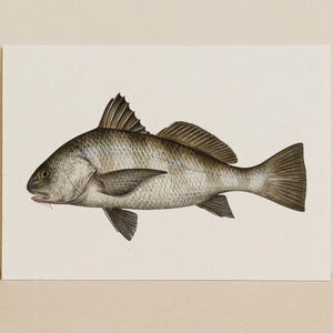 Black Drum Fish Art Print: Minimalist Saltwater Illustration