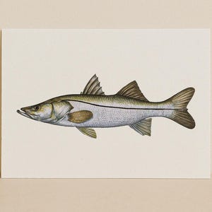 The Snook – Stampa minimalista con identificatore di pesce Snook