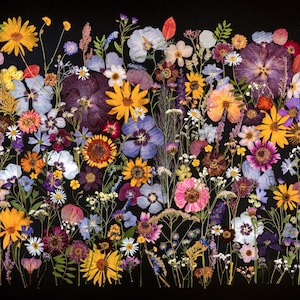 Op de afbeelding: Een levendig arrangement van gedroogde bloemen in verschillende kleuren, waaronder geel, paars, roze en wit, tegen een zwarte achtergrond. De compositie toont een diversiteit aan bloemvormen en texturen.
