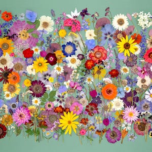 Könnte beinhalten: Ein lebendiges Arrangement aus gepressten Blumen in verschiedenen Farben, darunter Gelb, Rot, Lila und Weiß, vor einem hellgrünen Hintergrund. Die Komposition zeigt eine vielfältige Auswahl an Blumenarten und erzeugt eine farbenfrohe und detaillierte botanische Darstellung.