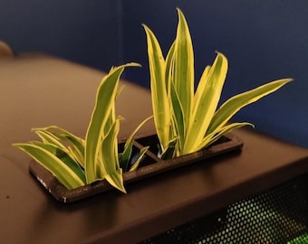 Maceta con tapa y orificio de alimentación flexible Fluval