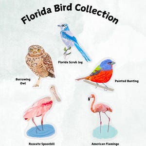 Autocollants imperméables de la collection d'oiseaux de Floride | Stickers oiseaux de Floride pour ordinateurs portables, gourdes, voitures, jumelles, etc. | Parfait pour les ornithologues amateurs