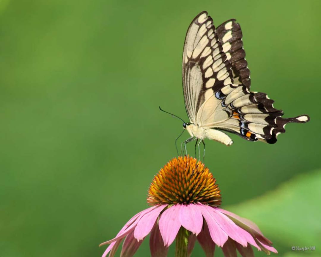 Giant Swallowtail Butterfly on Echinacea - Etsy