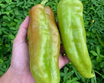 Cubanelle Pepper Seeds