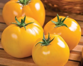 Lemon Boy Tomato Seeds