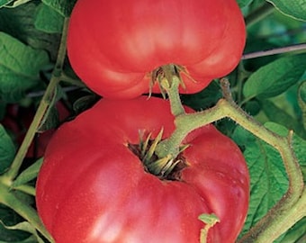 Brandywine Pink Tomato Seeds
