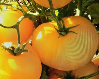 Jubilee Tomato Seeds