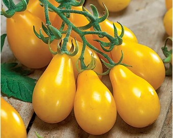 Yellow Pear Tomato Seeds