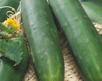 Cucumber Straight Eight Seeds